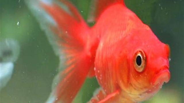 Diverse :) - how-to-introduce-new-fish-into-a-fish-tawideplayer.jpg